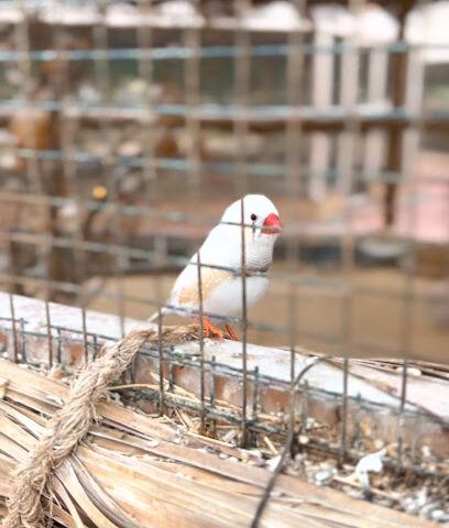 Udhailiyah Garden Center - Udhailiyah -