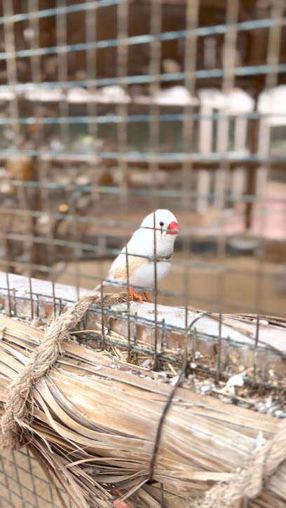 Udhailiyah Garden Center - Saudi Arabia|Udhailiyah 36527|FEDA7736، 7736 العضيليه 73، 2696