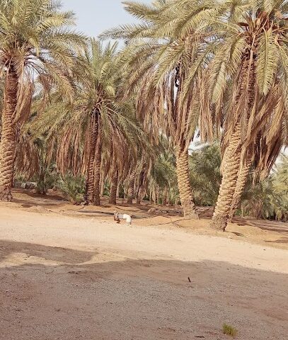 مزرعة عبدالله العواد / بالهلالية - Al Bukayriyah - +966 50 540 1500