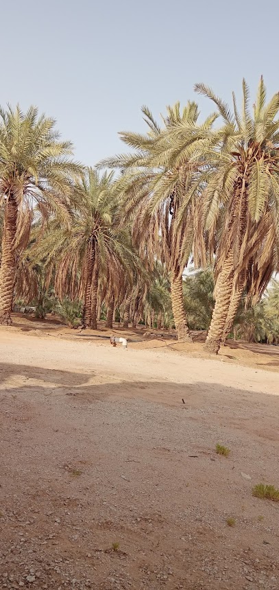 مزرعة عبدالله العواد / بالهلالية - Saudi Arabia|Al Bukayriyah 52727|مركز الهلالية ، النهضة القصيم ،