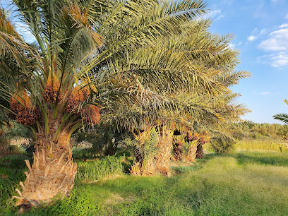 مزرعة عبدالرحمن بن دجران الفضلي - العلبة - +966 50 651 0537
