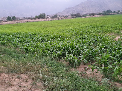 مزرعة سالم حسن (المراغة) - Tharban -