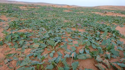 روضة ام الخرجين - Al Butayra -