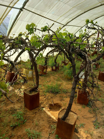 مشتل عجاج عبد الله العنزي - Saudi Arabia|Al Khobar|تنسيق الحدائق والنخيل وشبكات الري وجميع انواع الزراعه والشتلات الداخليه، والخارجيه|Olaya