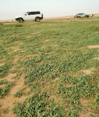 روضة قصور المليحة -  -