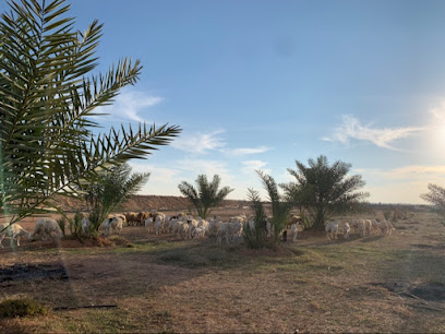 Othman hamad alOthman farm - Tumair -
