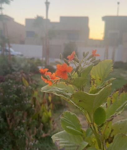 حديقة الطاقة - Dhahran -