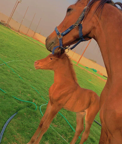 أسطبلات ومربط أصايل الحجاز للخيل العربية الأصيلة وتعليم ركوب الخيل - Taif - +966 50 379 6960