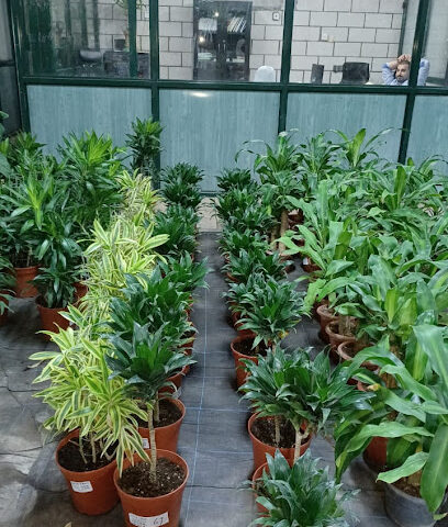 Rose - Al Madinah Al Munawwarah - +966 53 528 5064