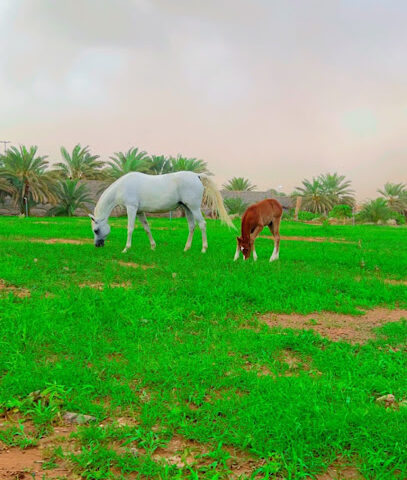 مزرعة سعود الشريف -  -