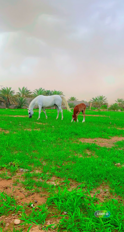 مزرعة سعود الشريف - Saudi Arabia|7847، نجران 66244 3181،