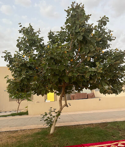 بستان السويل - Buraydah -