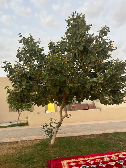 بستان السويل - Buraydah 52543