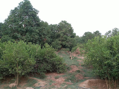 Baish Mango Form - Baish -