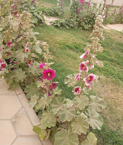 ديوانية أل سعيد القعياني - Ar Rass - +966 50 019 7788