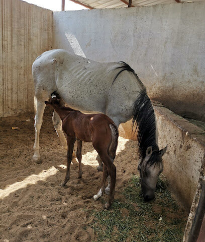 مربط أجيال طيبة للفروسية - Al Madinah Al Munawwarah - +966 54 557 7856