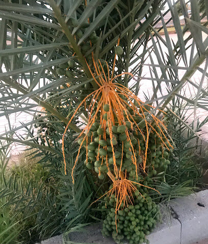 Garden walk - Arar -