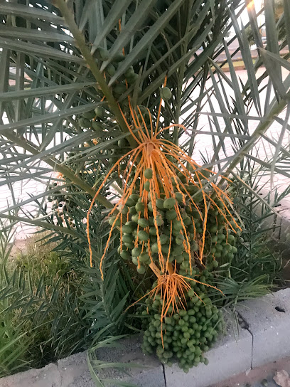 Garden walk - Saudi Arabia|Arar 73312|X2H2+HWC