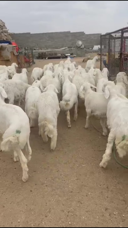 مراح البدر للذبايح - Saudi Arabia|Khamis Mushait 62436|Al Shifa|7P4H+3H