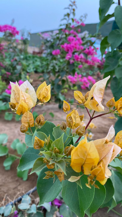 زياد - Saudi Arabia|Samtah 86382|JW93+MW