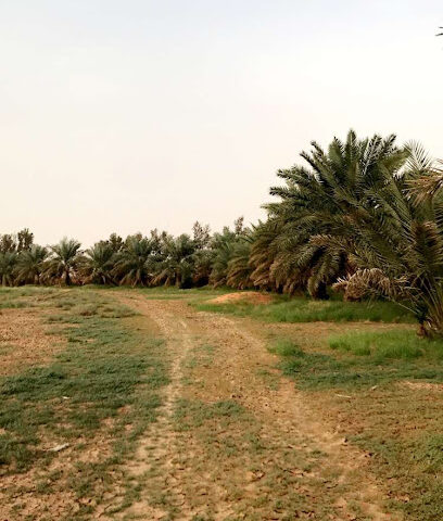 مزرعة سعود بن عبدالعزيز الحلافي -  - +966 50 547 6374