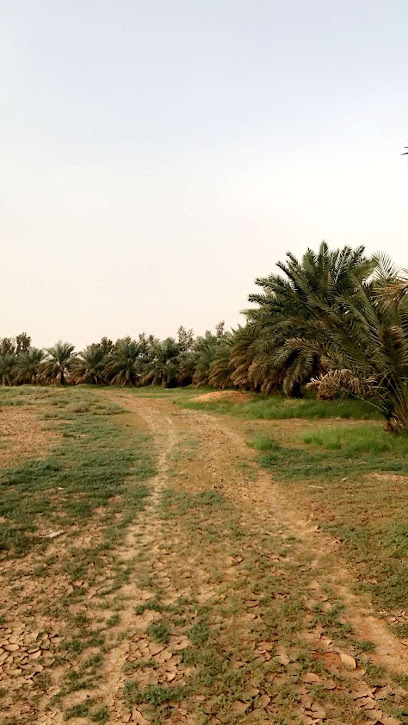 مزرعة سعود بن عبدالعزيز الحلافي - Saudi Arabia|15977|3361