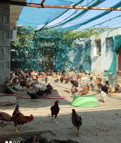 SH Agro farm, bangladesh. ksa - Mecca - +966 56 831 5773