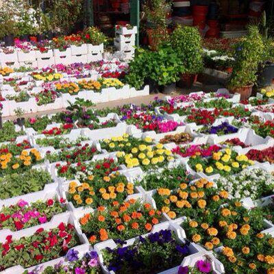 مشتل اولاد النيل - Dammam - +966 54 143 6355