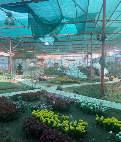 Nostalgia shop for flowers - Buraydah - +966 50 854 2228