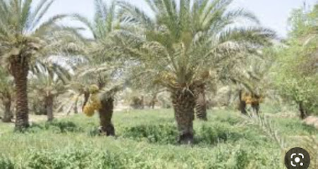 مزرعة علي لافي الفهيقي - Sakaka -