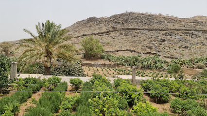 مزرعة الفراولة ورد الطائف - Taif - +966 56 172 5320