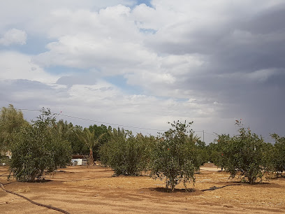 مزرعة حسن بن فايز العمري - Taif - +966 55 233 3399