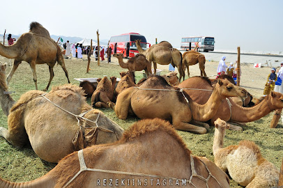 Camel farm - طريق المرشدية -