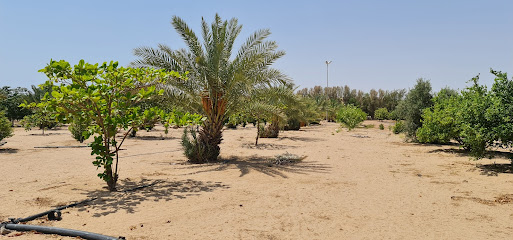 Mango orchard umluj -  - +966 56 933 7151