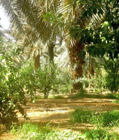مزارع أسترا - طريق المدينة 1 - Tabuk -