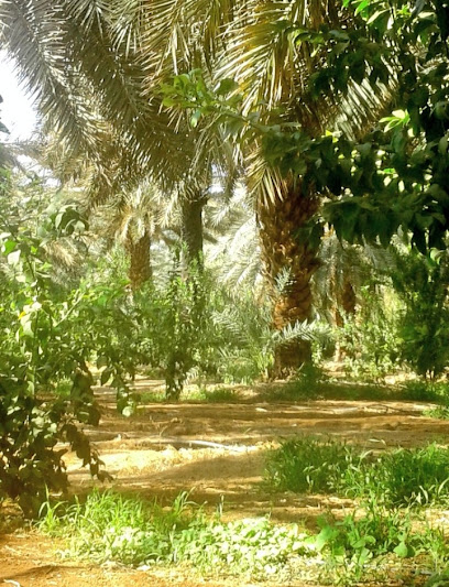 مزارع أسترا - طريق المدينة 1 - Saudi Arabia|Tabuk 47333|Cultivated Area|FJ8P+G3R