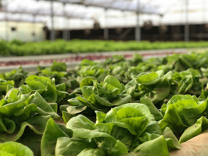 ArdAlkhairfarm أرض الخيرالمكتب الرئيسي - Jeddah - +966 56 702 5270