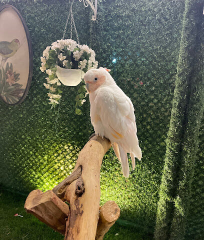 حديقة طيور - Al Bahah - +966 50 974 4394