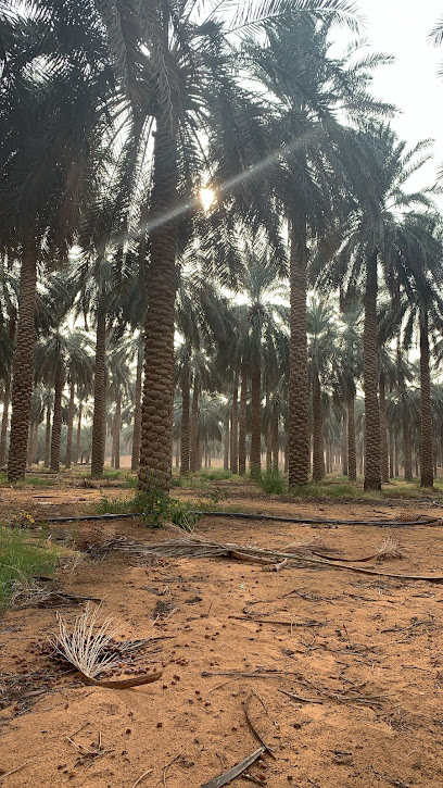 الغزيليه - Unayzah 56262