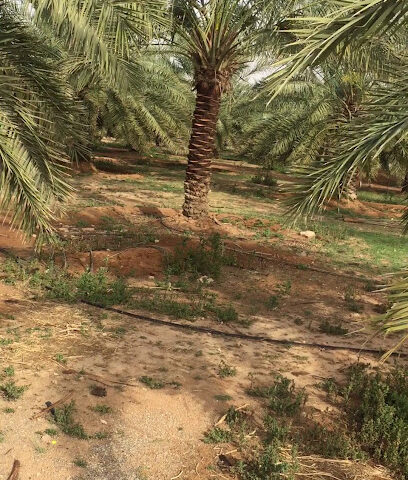 البجادية -  -