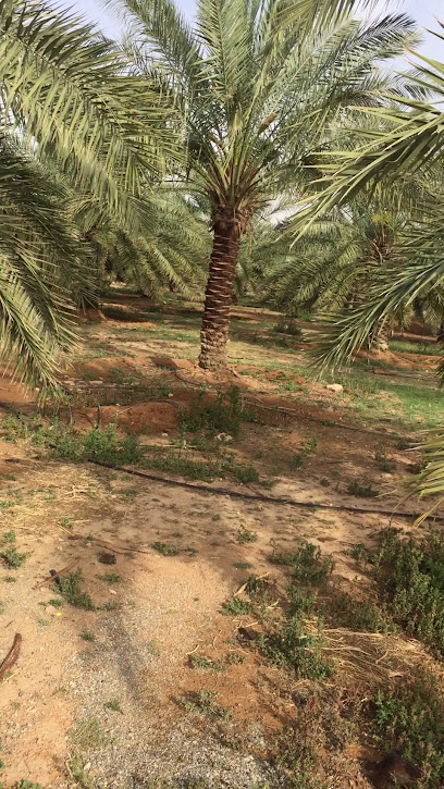 البجادية - Saudi Arabia|Unnamed Road 15315،