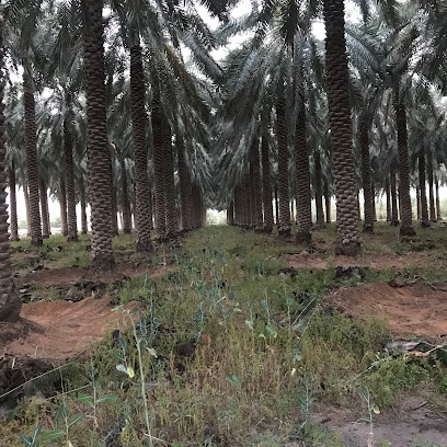 مزرعة ابوعمر - Uyun Al Jawa -