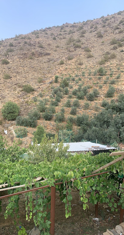 مزرعة زيتونة الوادي - Saudi Arabia|65515|Alrabwah
