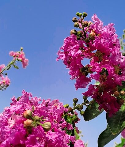 "Rubel Flowers Garden -  -