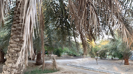 نخل القطيبية - Safwa -