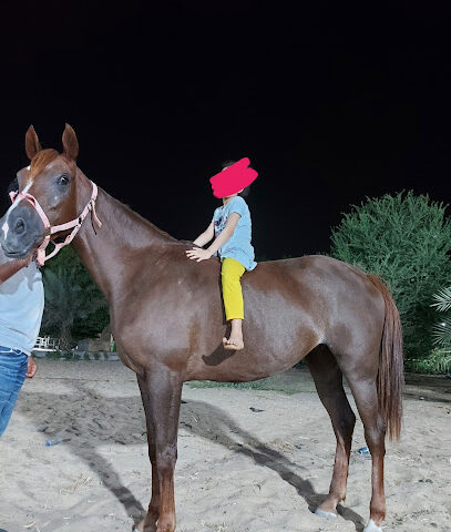 مربط اصيل مكة للخيل العربية - الشميسي - الحديبية - +966 53 449 4477