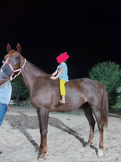 مربط اصيل مكة للخيل العربية - Saudi Arabia|24321|الشميسي - الحديبية