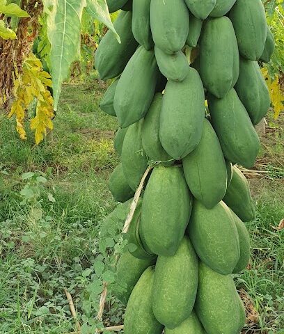 Ahmed Darraj Farm - Abu Arish -
