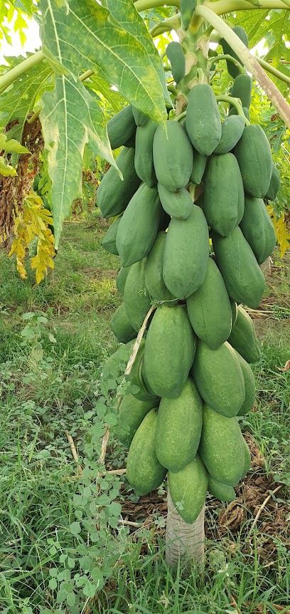 Ahmed Darraj Farm - Saudi Arabia|Abu Arish 84442