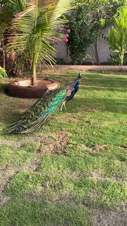 حياة الريف - Saudi Arabia|Najran 66241|8023، 4588